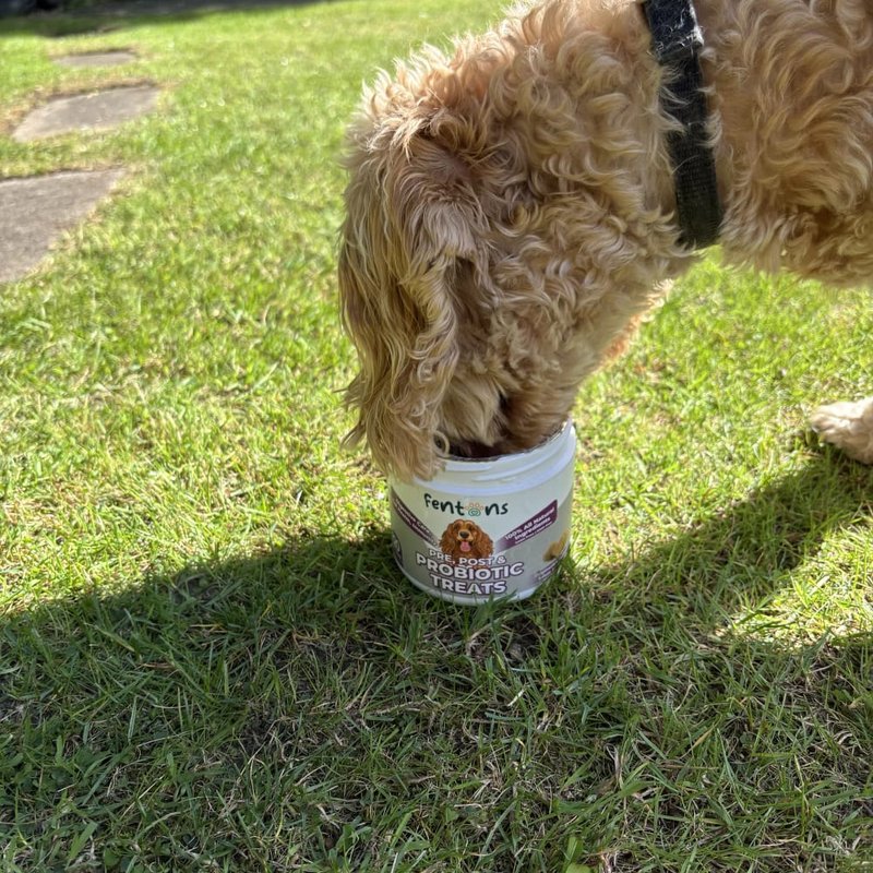 dog probiotic treats 2